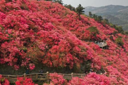 武汉木兰云雾山杜鹃花花期+交通攻略