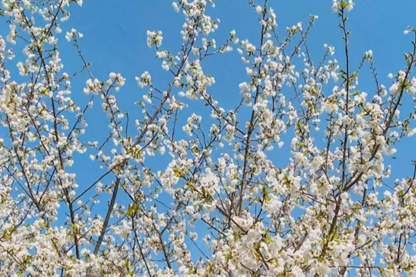 固鎮櫻花園什么時候開花？幾月份去看最好？