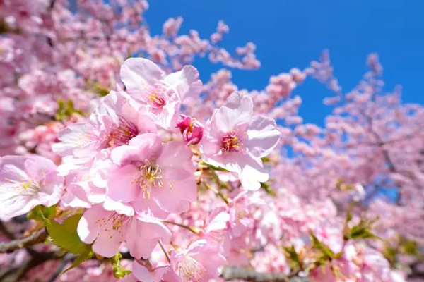 马鞍山市有哪些看樱花的地方推荐