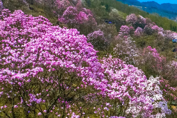 九皇山辛夷花什么时候开？几月份开？