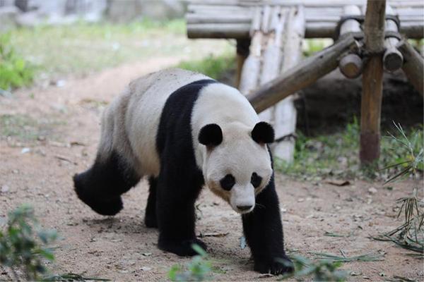深圳哪个动物园有熊猫看