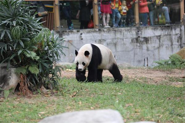 深圳哪個動物園有熊貓看