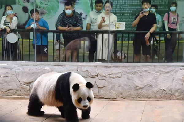 深圳野生动物园有大熊猫吗