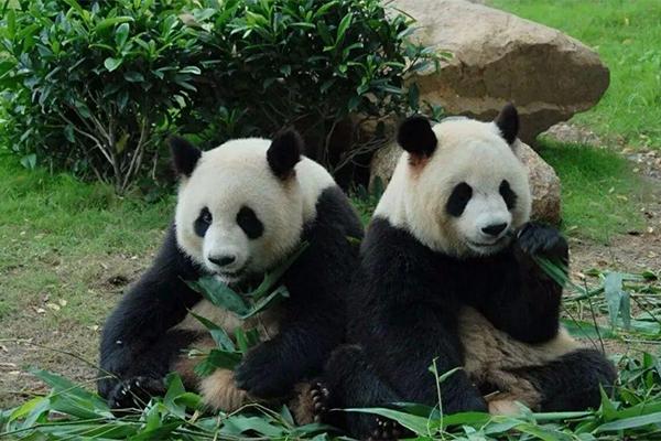 深圳野生動物園有大熊貓嗎