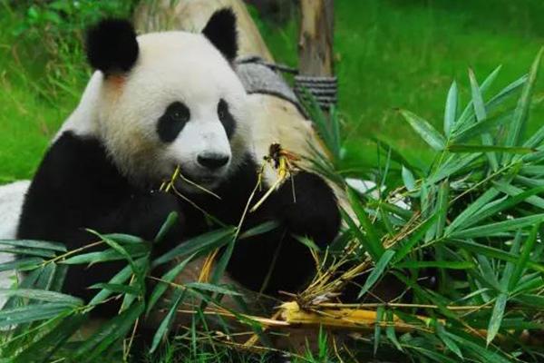 深圳野生動物園有大熊貓嗎