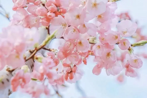 江西春季有哪些花看？又有哪些賞花的地方推薦？