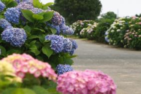 湘湖绣球花在哪里