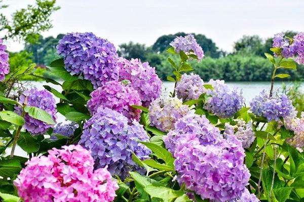 湘湖绣球花在哪里