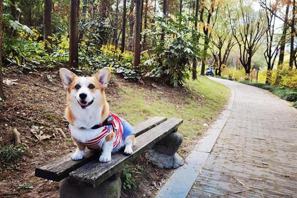 上海可以遛狗的公园有哪些