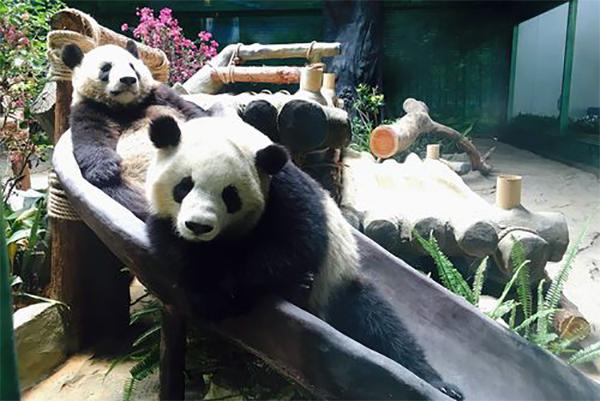 厦门哪个动物园有大熊猫