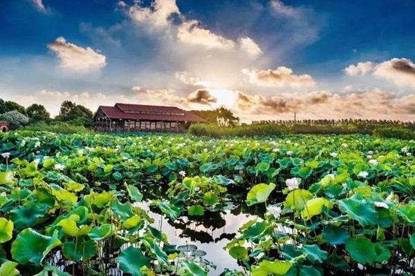 荷塘月色濕地公園在哪里 怎么去