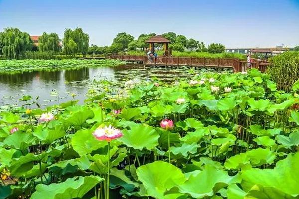 荷塘月色濕地公園在哪里 怎么去