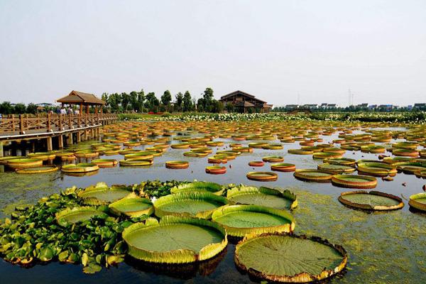 荷塘月色湿地公园什么时候去最好