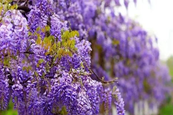 成都哪里的紫藤花最好看