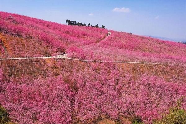 2025宜良山后樱花谷门票优惠政策