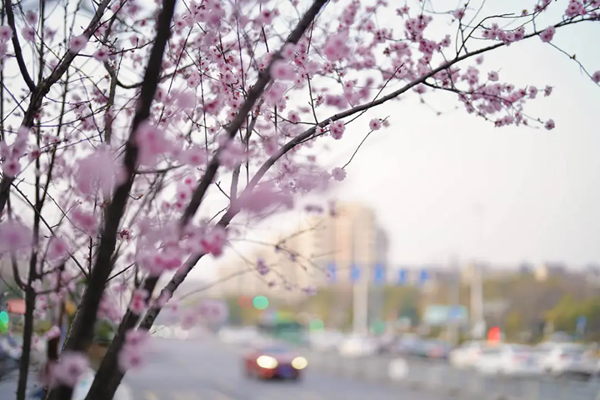 衢州春季市区内有哪些赏花的地方推荐