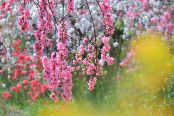 象山看花的地方哪里有