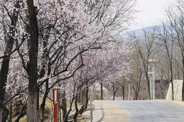 鳳凰嶺山桃花什么時間開