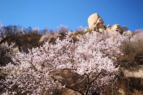 鳳凰嶺山桃花什么時間開