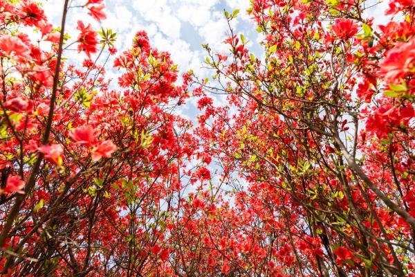 溫州圣井山杜鵑花開了嗎