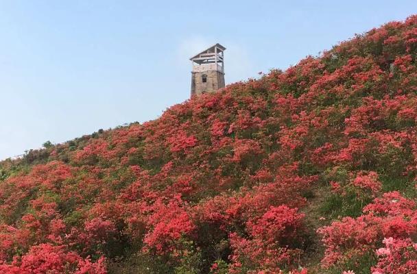 溫州圣井山杜鵑花開了嗎