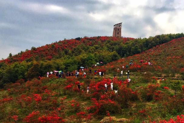 溫州圣井山杜鵑花開了嗎