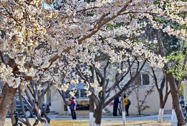 北京工業大學耿丹學院賞櫻攻略