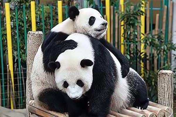 太原哪个动物园有熊猫