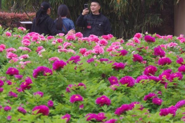 隋唐城遺址植物園有牡丹嗎