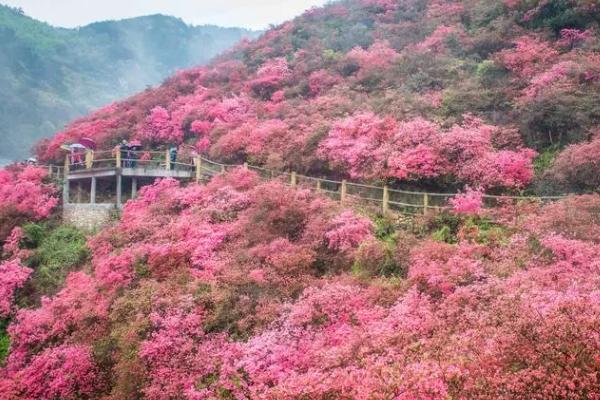 武汉除了樱花还有什么花好看