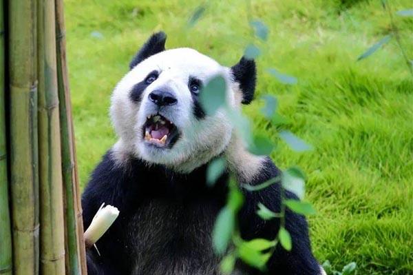 2024竹海野生动物园熊猫喂食时间