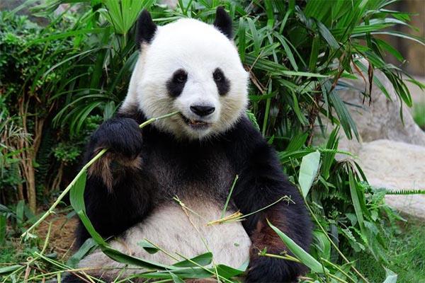2024竹海野生动物园熊猫喂食时间