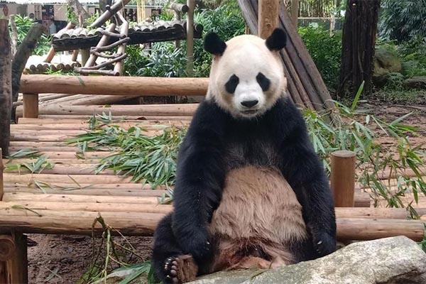 深圳哪個動物園可以看熊貓