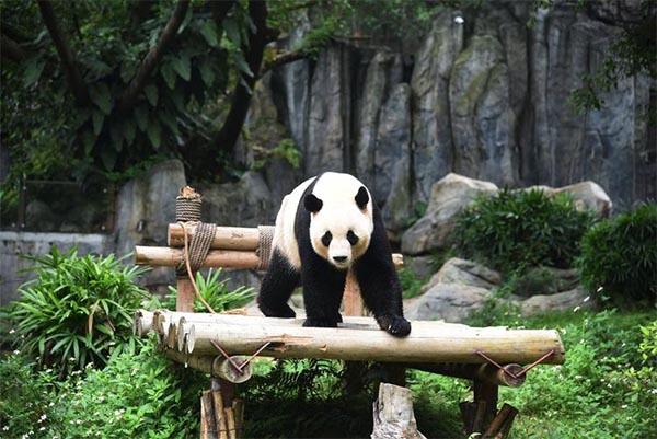 深圳哪个动物园可以看熊猫