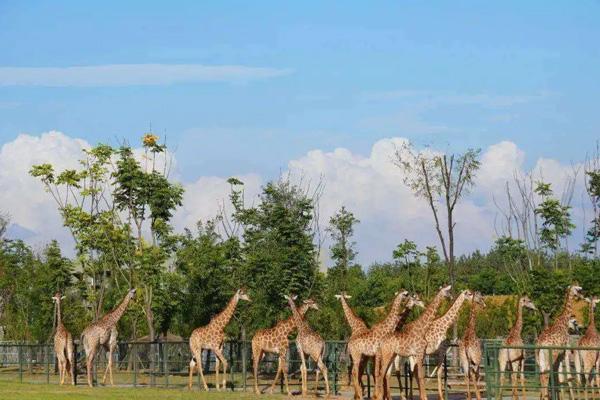 紫清湖野生動物世界在哪里