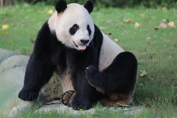 紫清湖野生動物世界在哪里