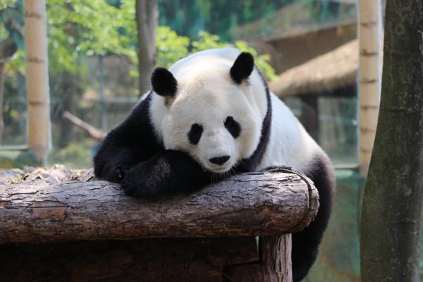 紫清湖野生動物園和金牛湖野生動物園哪個好玩