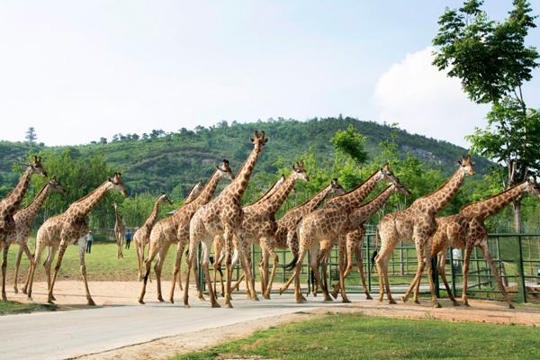 紫清湖野生動物園和金牛湖野生動物園哪個好玩