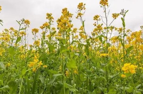 无锡看油菜花最好的地方在哪里