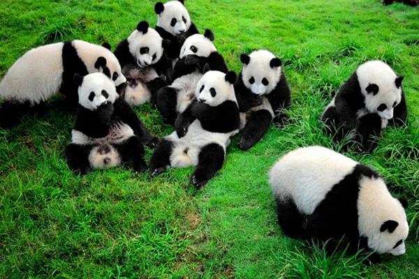 成都熊猫基地,熊猫谷,熊猫乐园哪个好玩