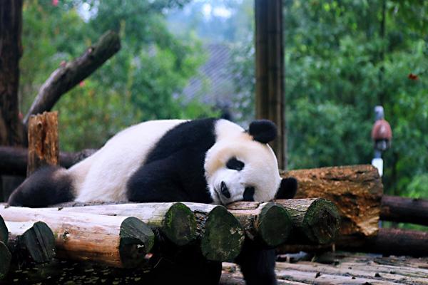 成都熊猫基地,熊猫谷,熊猫乐园哪个好玩