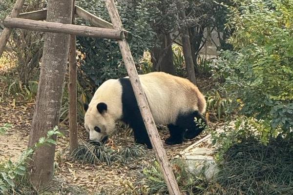 成都大熊猫繁育基地有哪些大熊猫