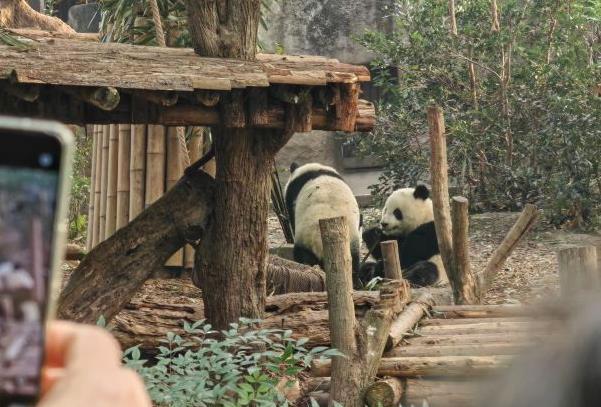 成都大熊猫繁育基地有哪些大熊猫