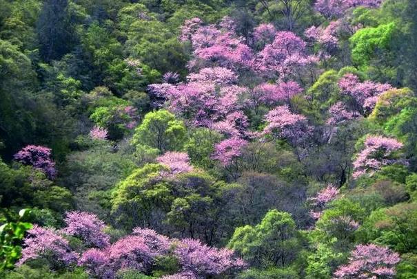 西安看紫荊花的地方在哪里