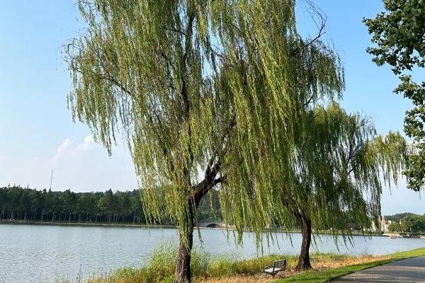 2024上海月湖雕塑公园旅游攻略-门票价格-景点信息