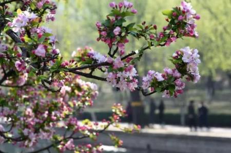 北京四月看花色地方有哪些景点