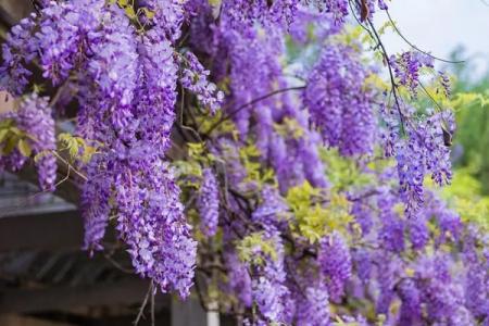 杭州看紫藤花的地方有哪些