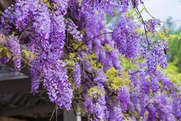 杭州看紫藤花的地方有哪些