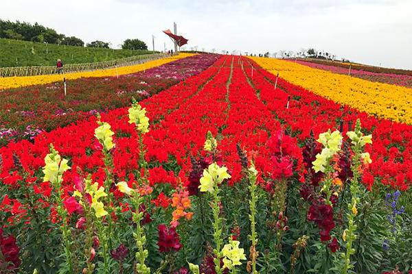 2024昆明華僑城云端花海門票多少錢