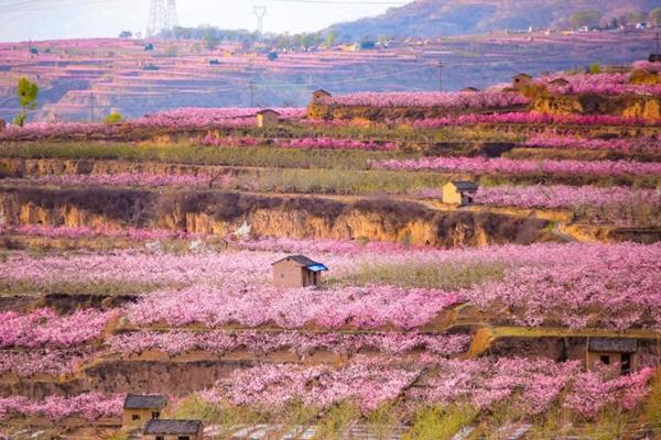 秦安县有哪些看桃花的地点和线路推荐